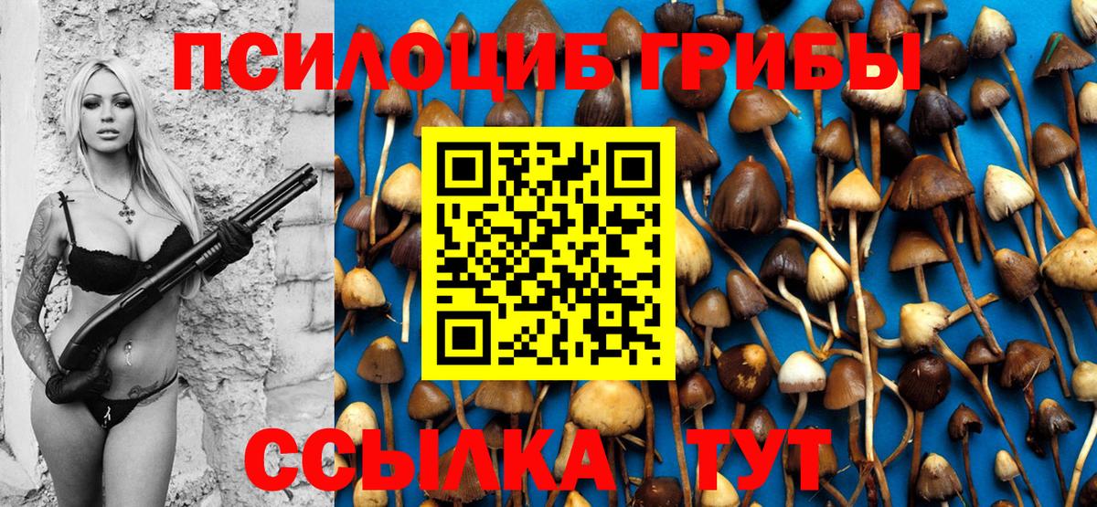 Псилоцибиновые грибы Psilocybine cubensis Донской