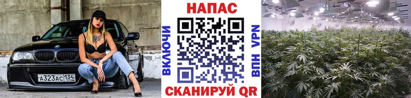 Конопля гибрид  Донской 